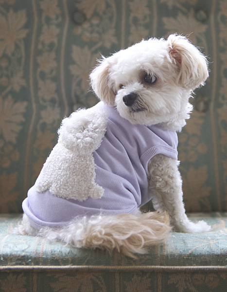 petit main dog wear Winter Collection 2024.11