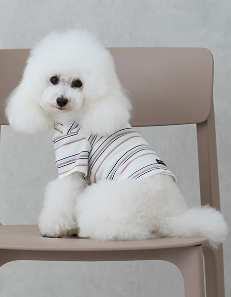 petit main dog Summer Collection 2025.6